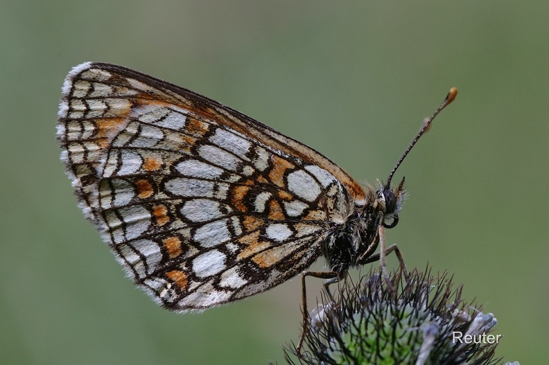 Scheckenfalter - Fritillary (Melitaea sp.)
Wachtelweizen-Scheckenfalter (Melitaea athalia), Ehrenpreis-Scheckenfalter (Melitaea aurelia) und
Östlicher Scheckenfalter (Melitaea britomartis) ähneln sich in Aussehen und Verbreitung so sehr,
dass die Unterscheidung anhand eines Fotos nicht möglich ist.
Heath Fritillary (Melitaea athalia), Nickerl's Fritillary (Melitaea aurelia) and Assmann's Fritillary
(Melitaea britomartis) can not be distinguished by their phenotype visible on a photo nor by their distribution.
Foto: Karl Reuter
Ort: St. Johann-Ohnastetten
Kamera: Canon EOS 80 D, EF 100 mm 1:2,8 L IS USM (Canon)
Wachtelweizen-Scheckenfalter (Melitaea athalia).jpg