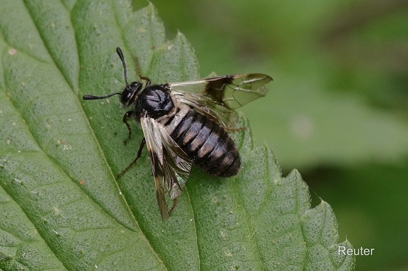 Geißblatt-Keulhornblattwespe (Zaraea fasciata)