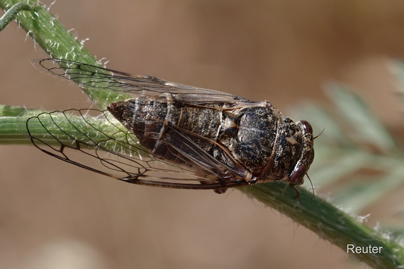 Schwarze Zikade (Cicadatra atra).jpg