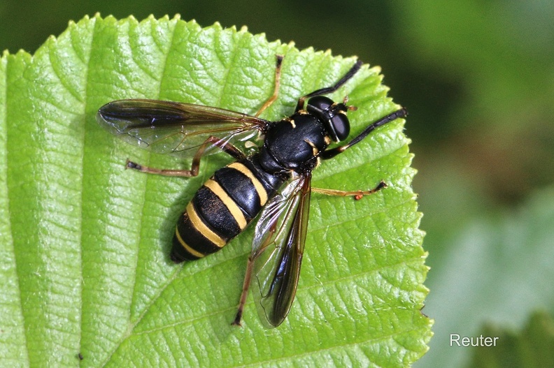 Hummel-Moderholzschwebfliege (Temnostoma bombylans)