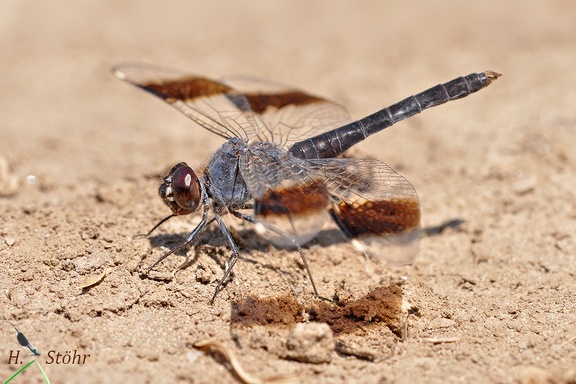 Nördlicher Treuer Kurzpfeil (Brachythemis impartita)