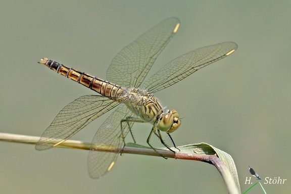 Mantel-Kurzpfeil (Brachythemis fuscopalliata)