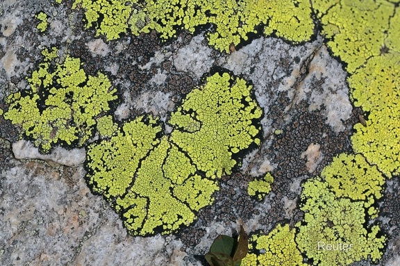 Landkartenflechte (Rhizocarpon geographicum)