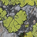 Landkartenflechte (Rhizocarpon geographicum)