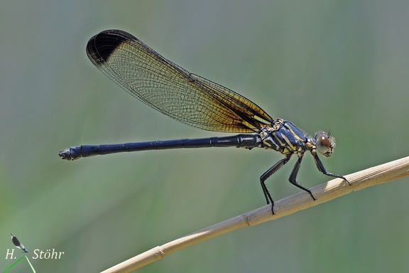 Blaue Orientjungfer (Epallage fatime)