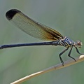 Blaue Orientjungfer (Epallage fatime)