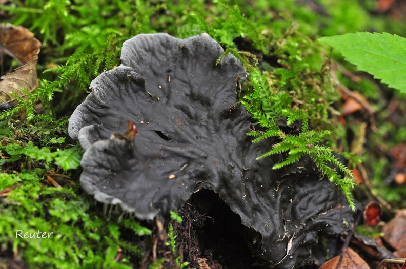 Flechte _Peltigera membranacea_.jpg