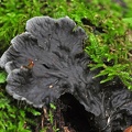 Flechte (Peltigera membranacea) 
