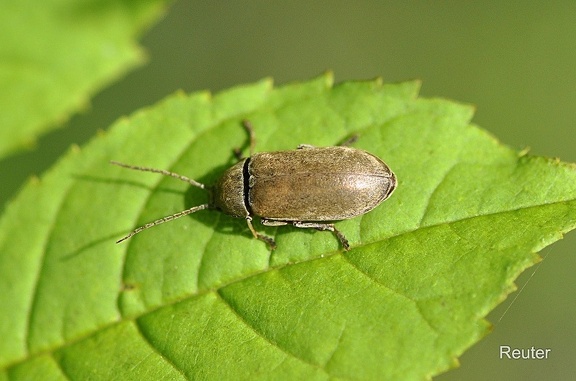 Behaarter Moorweichkäfer (Dascillus cervinus)