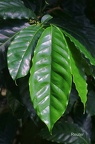 Bergkaffee (Coffea arabica) 