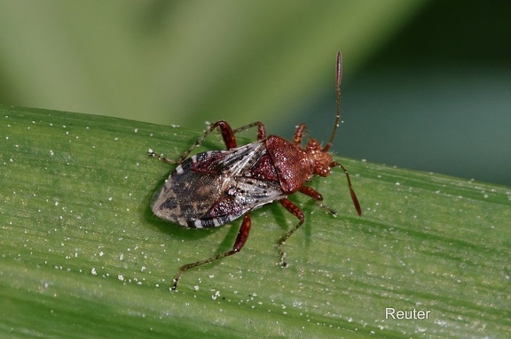 Hellbraune Glasflügelwanze (Rhopalus subrufus)