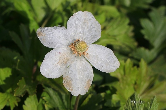 Windröschen (Anemone sp.)