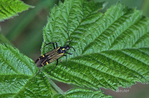 Prachtwanze (Miris striatus)