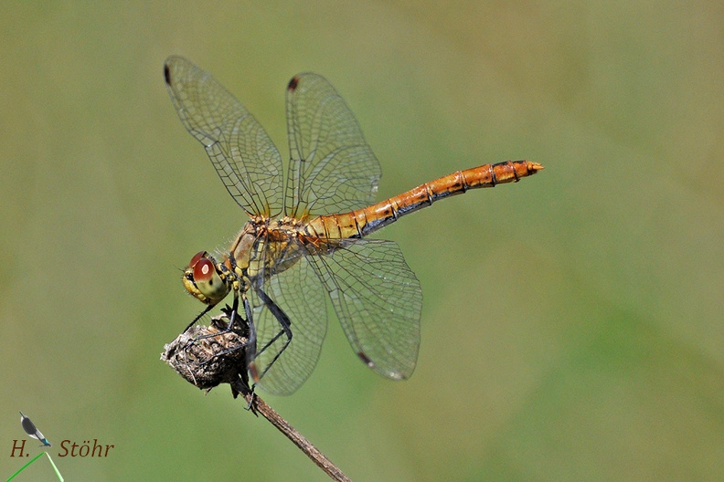 Blutrote Heidelibelle - Ruddy Darter (Sympetrum sanguineum)
Weibchen - Female
Foto: Henrik Stöhr
Ort: Naturpark Schönbuch
Kamera: Nikon D90, 180mm 1:3,5 Macro (Tamron)
sanguineum Tü.JPG