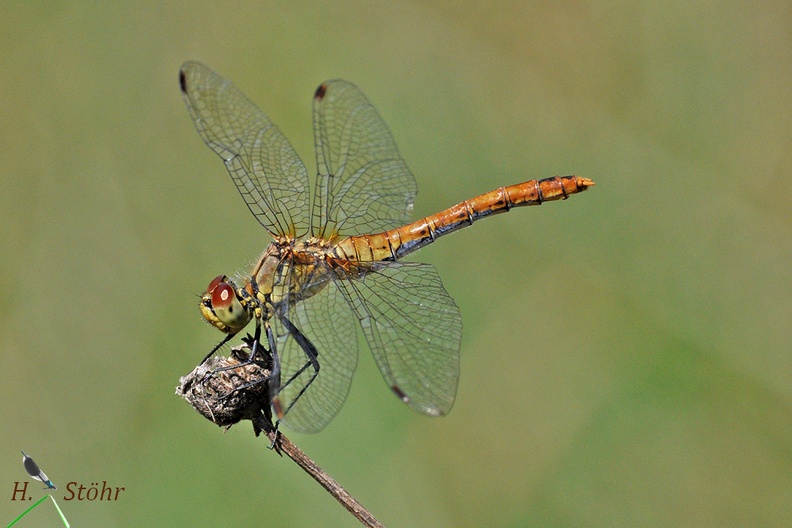 Blutrote Heidelibelle (Sympetrum sanguineum)