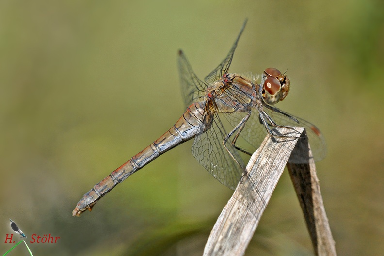 Große Heidelibelle - Common Darter (Sympetrum striolatum)
Weibchen - Female
Foto: Henrik Stöhr
Ort: Naturpark Schönbuch
Kamera: Nikon D90, 180mm 1:3,5 Macro (Tamron)
striolatum Tü.JPG