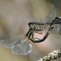Schwarze Heidelibelle (Sympetrum danae)