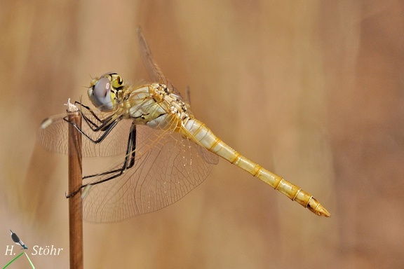 Frühe Heidelibelle (Sympetrum fonscolombii)