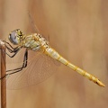 Frühe Heidelibelle (Sympetrum fonscolombii)