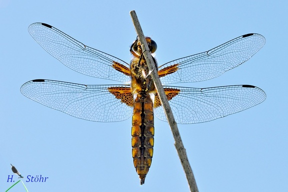 Plattbauch (Libellula depressa)