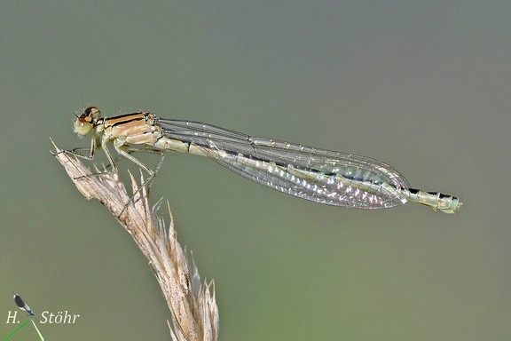 Gemeine Becherjungfer (Enallagma cyathigerum)