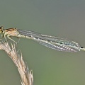 Gemeine Becherjungfer (Enallagma cyathigerum)