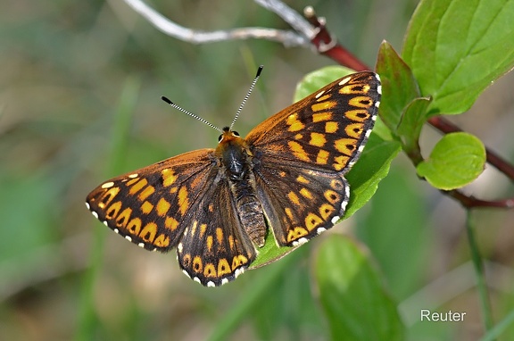 Schlüsselblumen-Würfelfalter (Hamearis lucina)