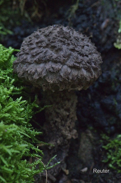 Gemeiner Strubbelkopfröhrling (Strobilomyces strobilaceus).jpg