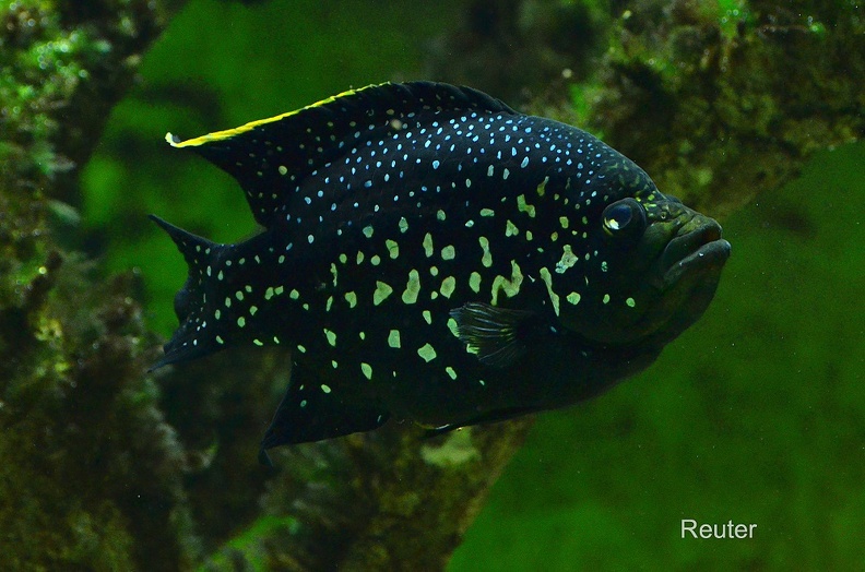 Marakeli-Buntbarsch - Black Diamond Cichlid (Paratilapia polleni)
ursprünglich aus Madagaskar - native to Madagascar
Foto: Karl Reuter
Ort: Wilhelma Stuttgart
Kamera: Nikon D7000, Nikkor 105VR 1:2,8 Marakeli-Buntbarsch (Paratilapia polleni).jpg
