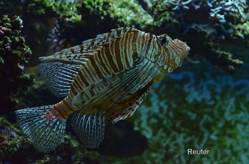 Pazifischer Rotfeuerfisch - Red Lionfish (Pterois volitans)
ursprünglich aus dem Pazifik - native to the Pacific
Foto: Karl Reuter
Ort: Wilhelma Stuttgart
Kamera: Nikon D7000, Nikkor 105VR 1:2,8 Pazifischer Rotfeuerfisch (Pterois volitans).jpg