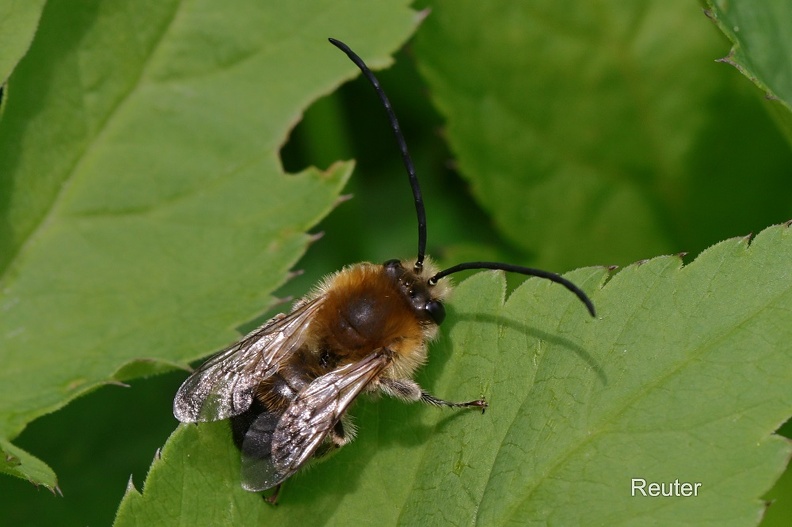 Mai-Langhornbiene (Eucera nigrescens)