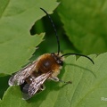 Mai-Langhornbiene (Eucera nigrescens)