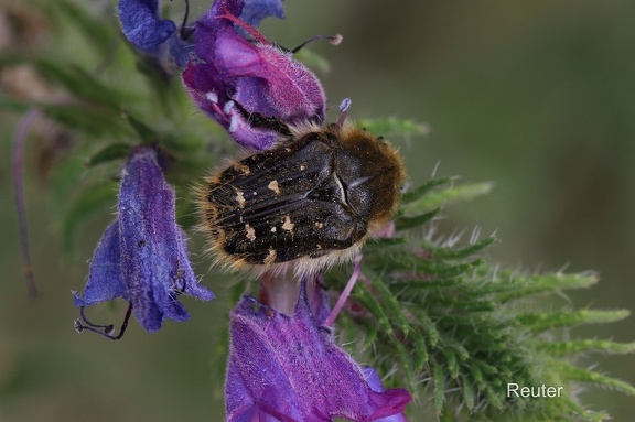 Zottiger Rosenkäfer (Tropinota hirta)