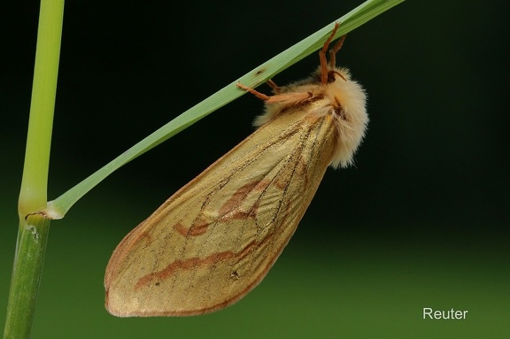 Großer Hopfen-Wurzelbohrer (Hepialus humuli)