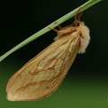 Großer Hopfen-Wurzelbohrer (Hepialus humuli)