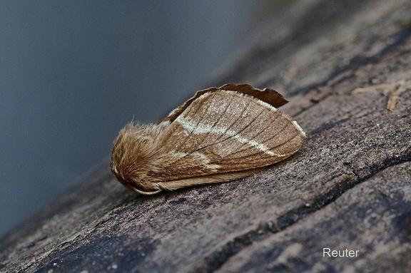 Wolfsmilch-Ringelspinner (Malacosoma castrensis)