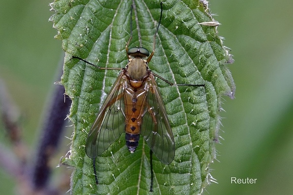 Goldgelbe Schnepfenfliege (Rhagio tringarius)