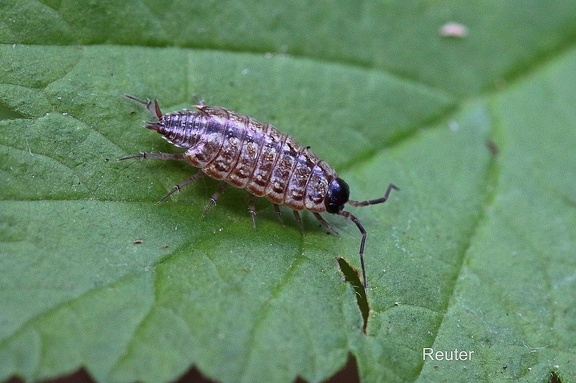 Gestreifte Moosassel (Philoscia muscorum)