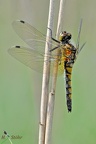 Große Moosjungfer (Leucorrhinia pectoralis)