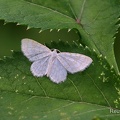 Silberweißer Kleinspanner (Scopula nemoraria)