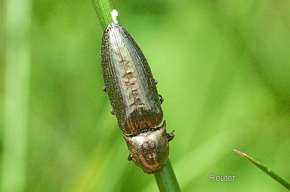 Metallglänzender Rindenschnellkäfer (Ctenicera pectinicornis)