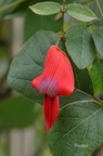 Korallenerbse (Kennedia coccinea)