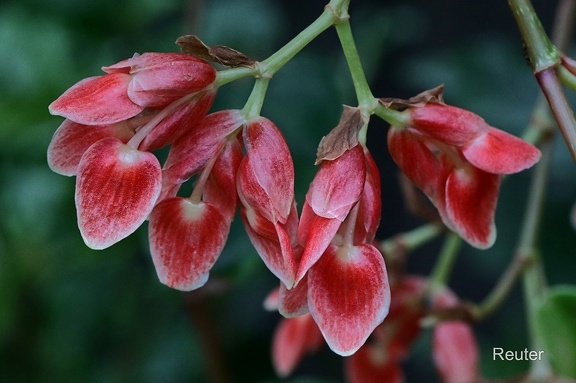 Garnelen-Begonie (Begonia radicans)