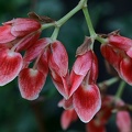 Garnelen-Begonie (Begonia radicans)