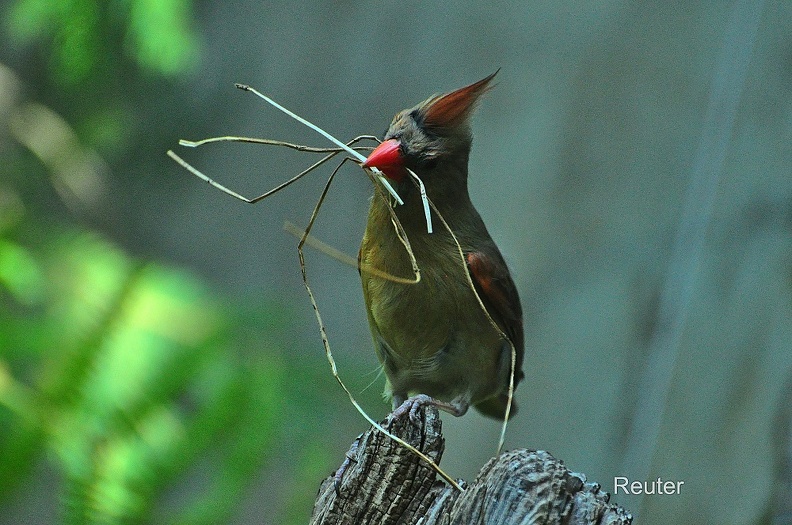 Rotkardinal (Cardinalis cardinalis)