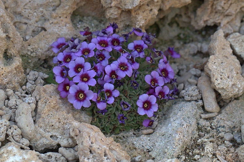 Afghanische Dionysie (Dionysia afghanica)