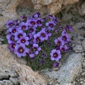 Afghanische Dionysie (Dionysia afghanica)