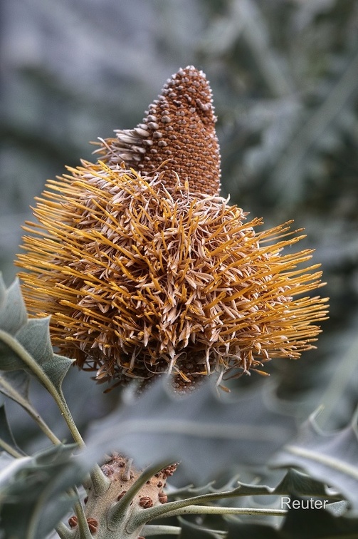 Goldene Banksia (Banksia ashbyi)