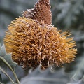 Goldene Banksia (Banksia ashbyi)