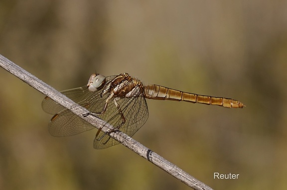 Südlicher-Blaupfeil (Orthetrum brunneum)